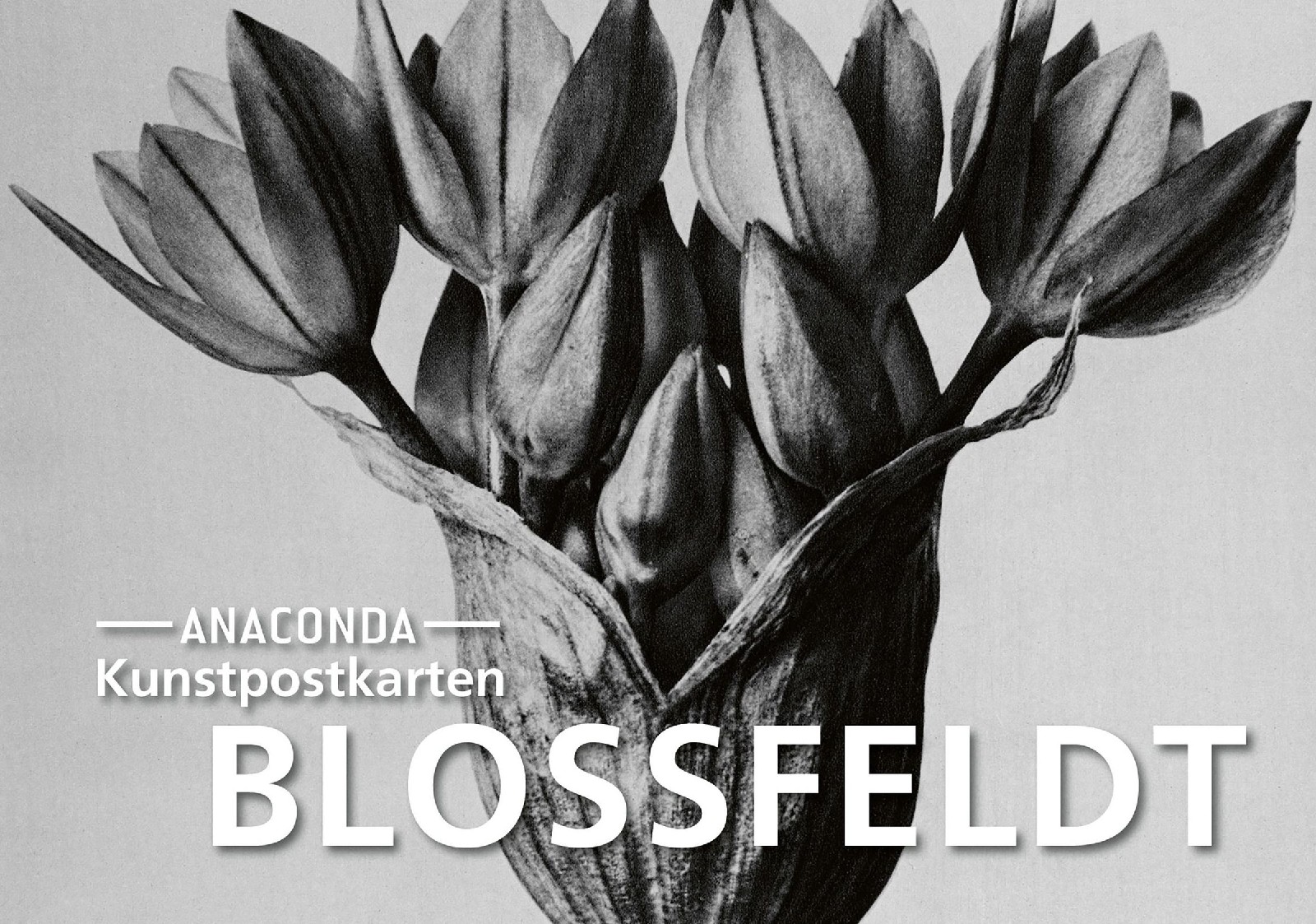 Postkarten-Set: Blossfeldt
