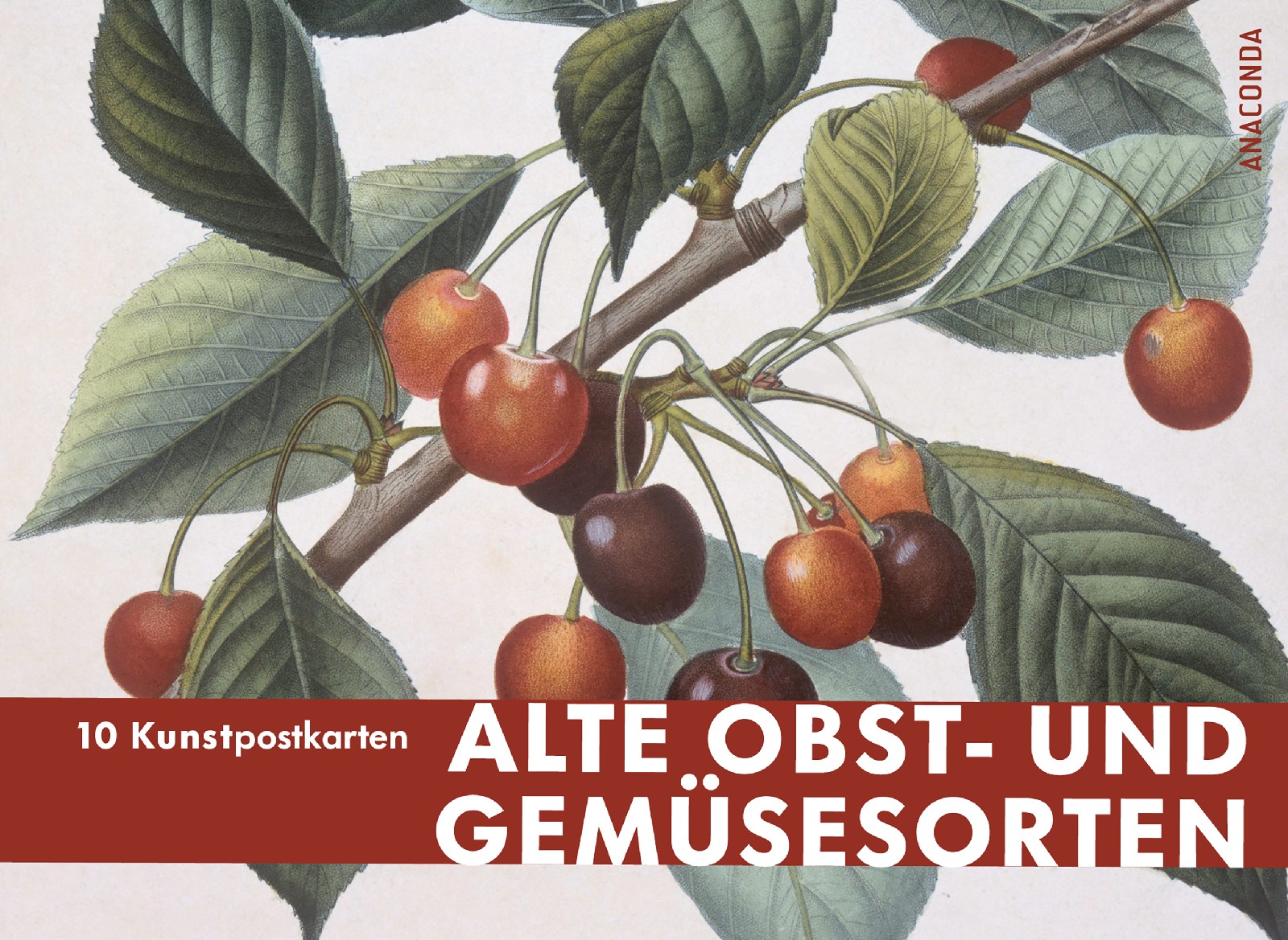 Postkarten Großformat: Alte Obst- und Gemüsesorten